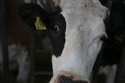 Close-up of a cow