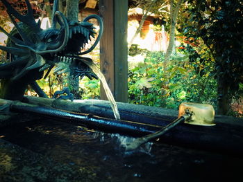 Close-up of snake by plants