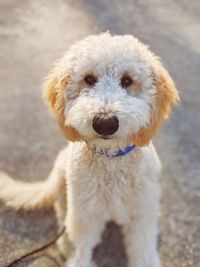 Close-up portrait of dog