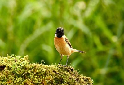 Close-up of bird perching on a plant