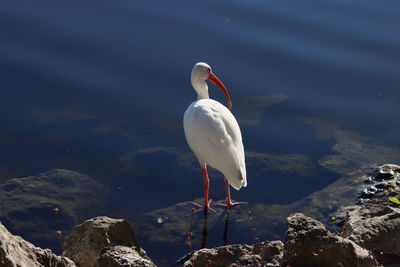 High angle view of bird on rock by lake