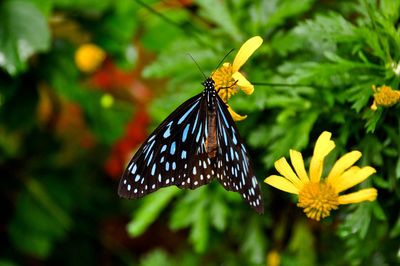 Close-up of butterfly perching on yellow flower