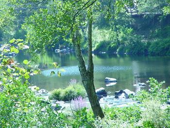 Scenic view of lake in forest