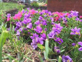 Close-up of purple crocus blooming on field