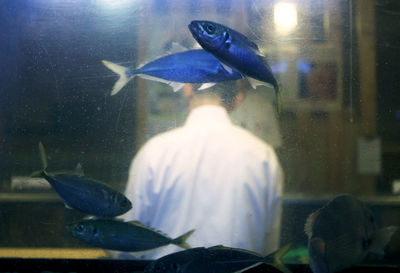 Rear view of man swimming in fish tank at aquarium