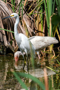 Bird in a lake