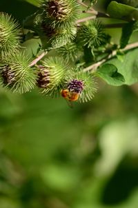 Close-up of bee pollinating on flower