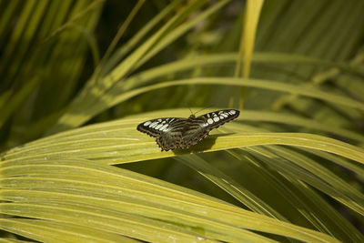 Close-up of butterfly on leaf