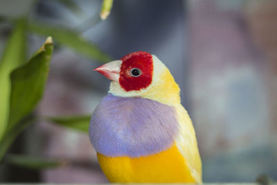 Red-headed yellow gouldian finch 