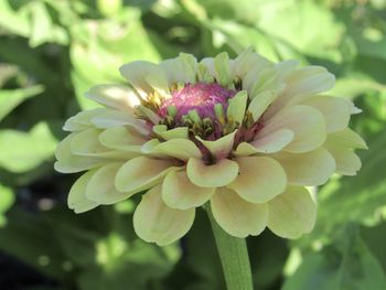 Close-up of pink flowering plant