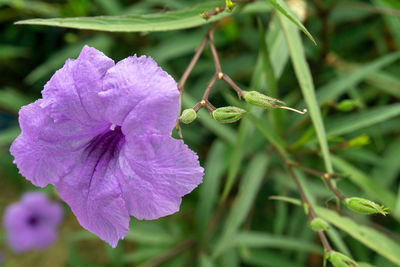 Close-up of pink flowering plant