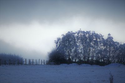 Trees on snow field against sky