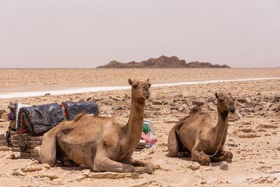 Sheep in a desert