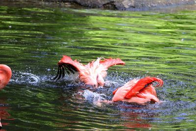 View of ducks swimming in lake