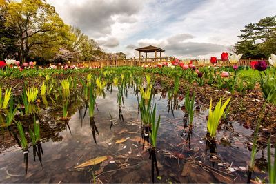 Plants growing on wet landscape against sky