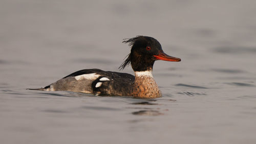 Duck swimming in a lake