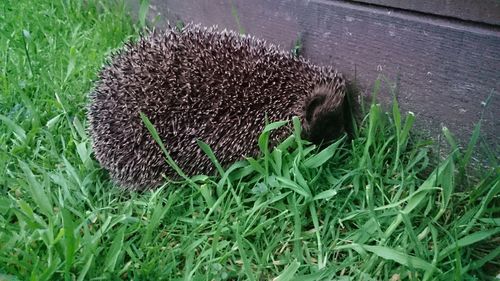 Close-up of an animal on field