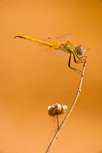 Close-up of dragonfly on plant