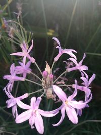 Close-up of pink flowers growing on field