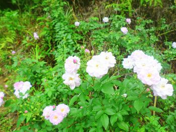 High angle view of white flowering plants on field