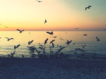 Silhouette birds flying over sea against sky during sunset