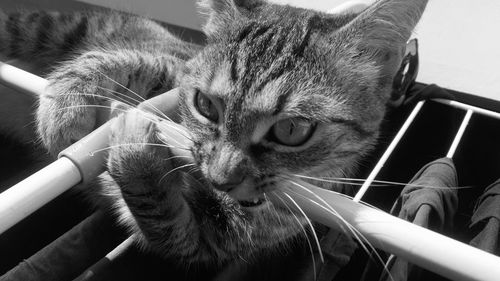 Close-up of cat resting