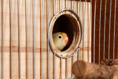 Close-up of a bird in cage