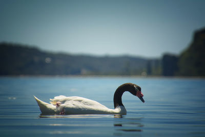 Swan swimming in lake against sky