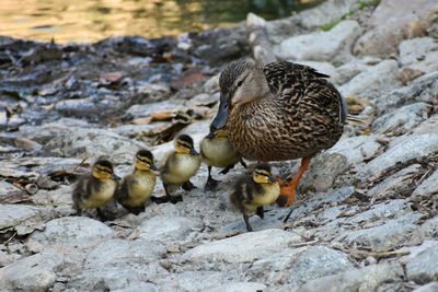 Ducks on rock