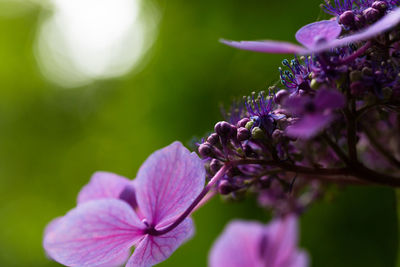 Close-up of purple flowering plant