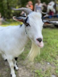 Close-up of white horse on field