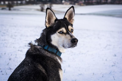 Close-up of dog during winter