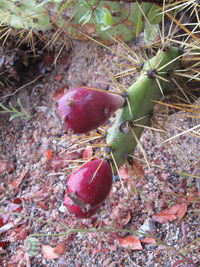 Close-up of fruits