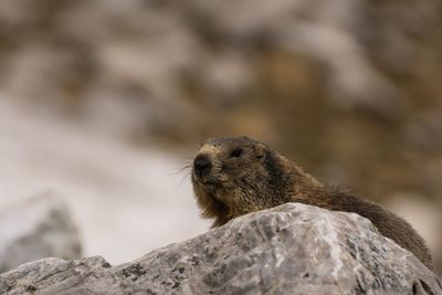 Marmot on rock