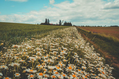 Scenic view of field against cloudy sky