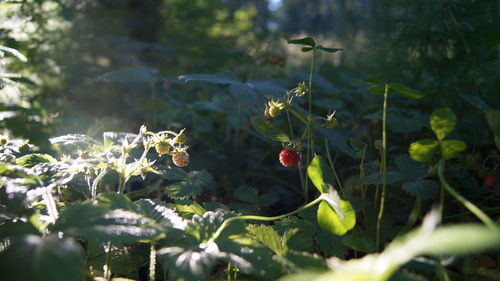 Close-up of plants