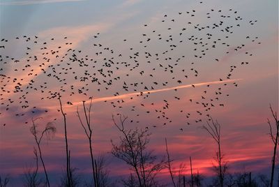 Starlings flying in a sunset lanscape.