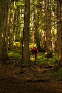 Rear view of man walking in forest