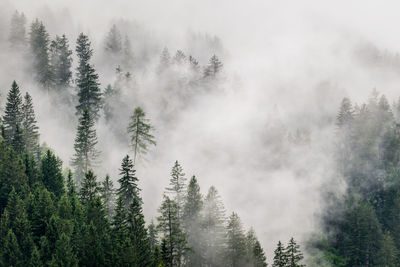 Panoramic view of trees against sky during foggy weather