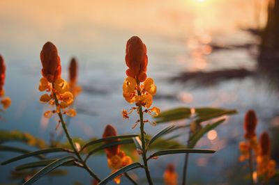 Close-up of orange flowering plant against sky during sunset