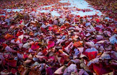 Maple leaves on ground