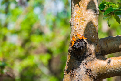 Close-up of tree trunk