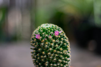 Close-up of succulent plant