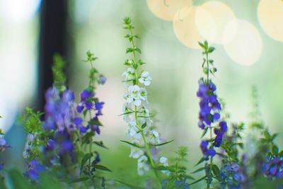 Close-up of purple flowering plants