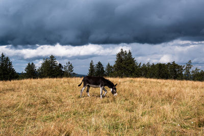 Donkey in a field