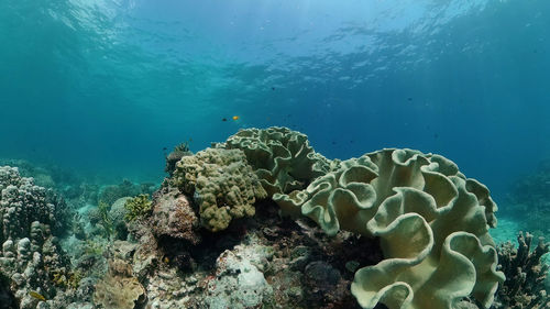 View of coral in sea