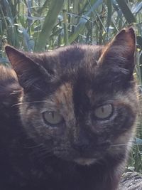 Close-up portrait of cat