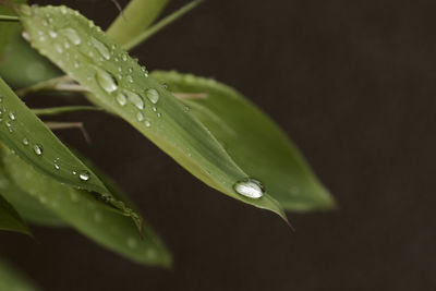 drop