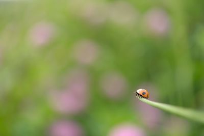 Ladybug on plant