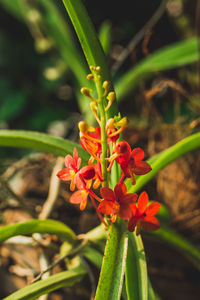 Close-up of red flowering plant
